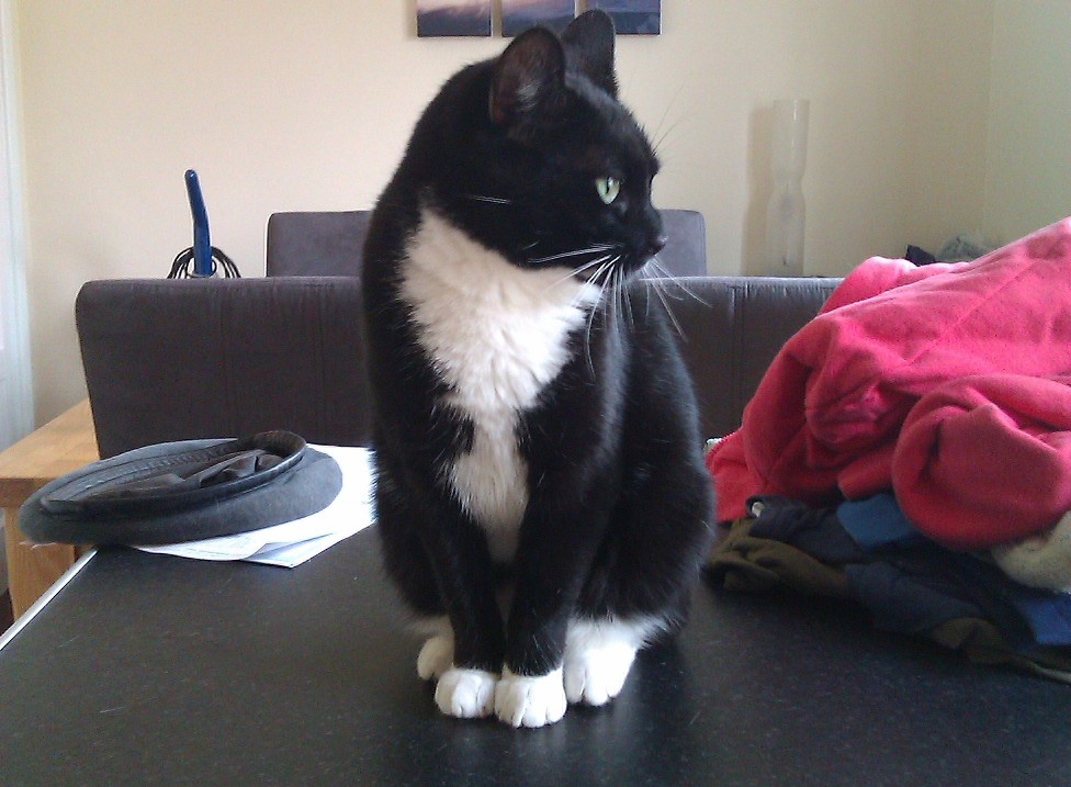izzy