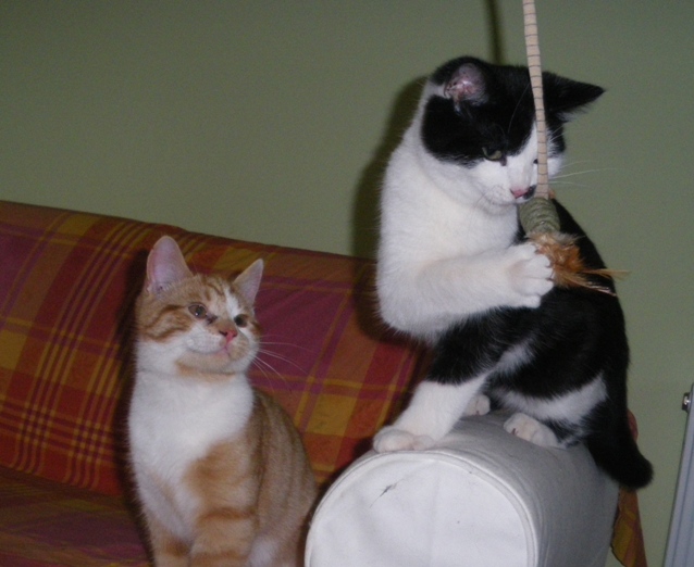 Giga & Pixel -4