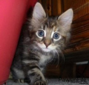 sages-kitten