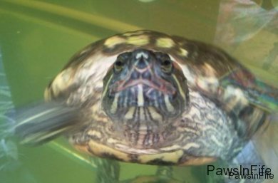 terrapin-1